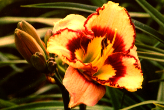 Spacecoast Sea Shells Спейскоаст Сиа Шелс