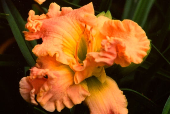 Spacecoast Sensation Спейскоаст Сенсейшн