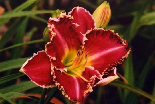 Spacecoast Sharp Tooth Спейскоаст Шар Тус