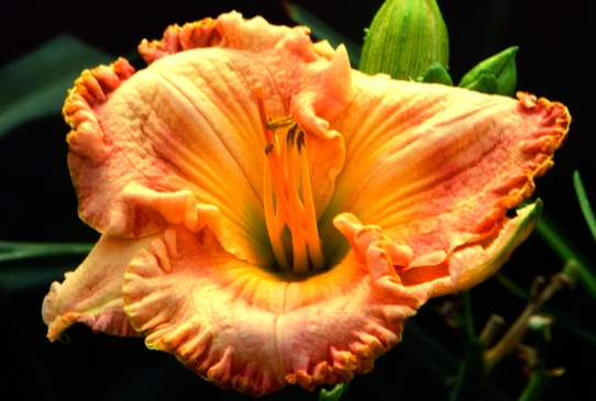 Spacecoast Sonata Спейскоаст Сенате