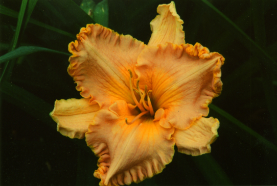 Спейскоаст Старбёрст  Spacecoast Starburst