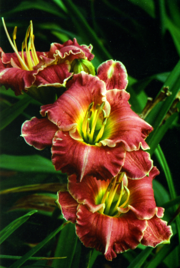 Spacecoast Surprise Purple Спейскоаст Сюрпрайз Пёпл