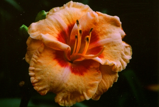 Spacecoast Sweet Eye Спейскоаст свит Ай