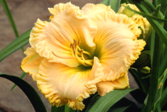 Spectral Elegance Спектрал Элидженс