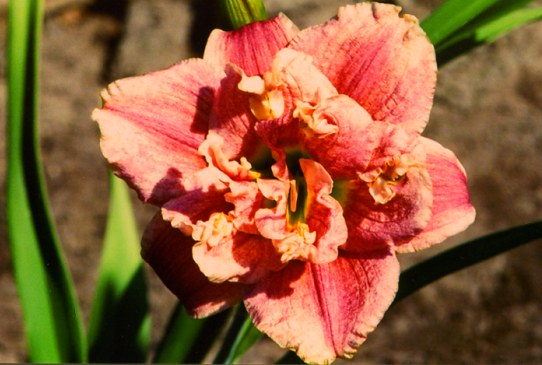 Spotted Fever Спотид Фива