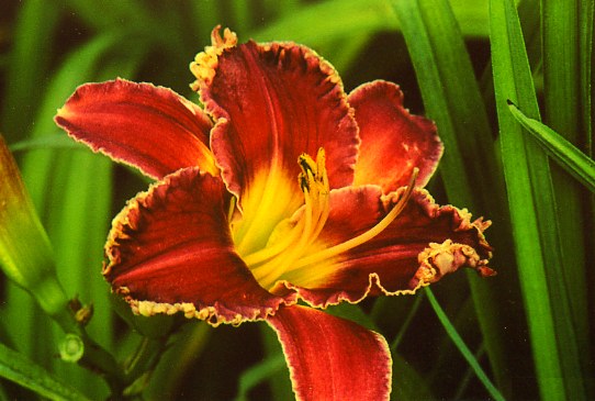 Стартл Startle