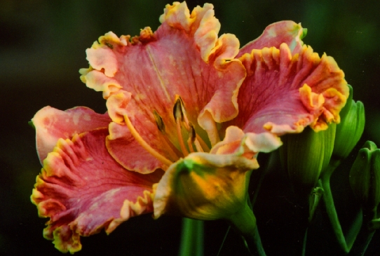 Stone Island Стеун Айленд