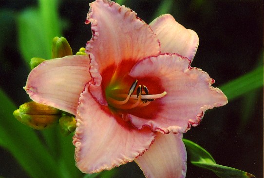 Страубери Филдс Фореве  Strawberry Fields Forever