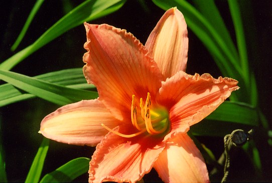 Strawberry Ice Стробери Айс