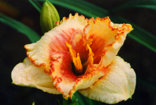 Strawberry Lace Страубери Лейс