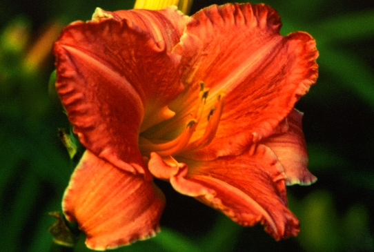 Страубери Розе Strawberry Rose