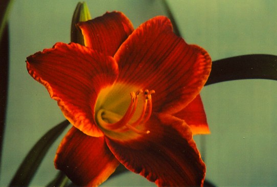 Стрит Эшин  Street Urchin