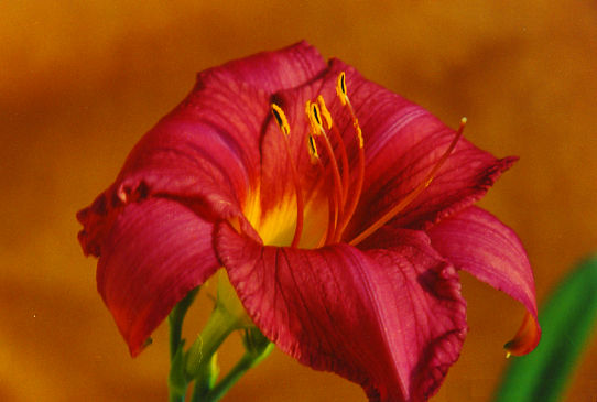 Саммер Вайн Summer Wine