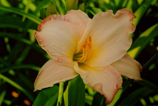 Сюзан Вебер Susan Weber