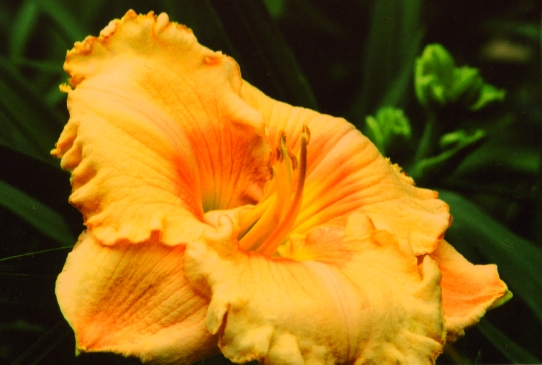 Sweet Home Alabama Свиит Хоум Элебеме