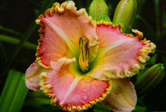 Sweet Tranquility Свит Тренквилети