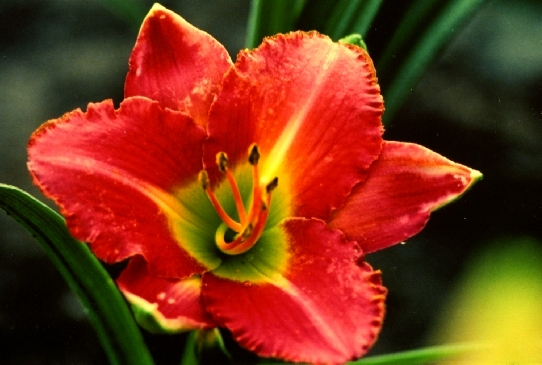 Sweetheart Свитхат Пинк