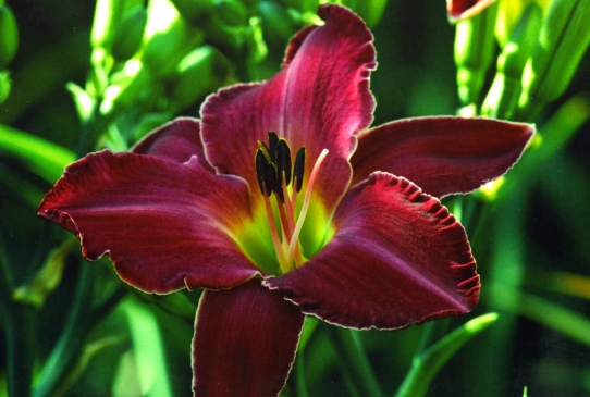 T Bone Walker Ти Беун Уоке