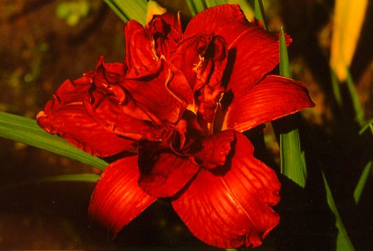 Тэнгл Вуд Tangle Vood