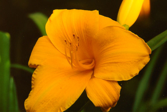 Тетра Голд Tetra Gold