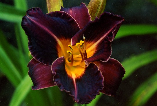 Thessaly Зессели