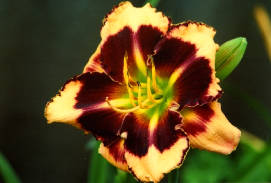 Thomus Tew Томес Тью