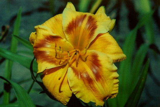 Тайгерс Ай Tiger's Eye