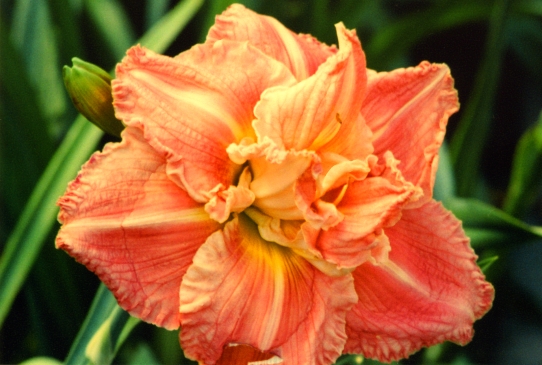 Totally Awesome Теутели Осем