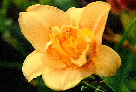 Tried and True Трайд энд Тру