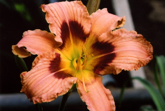 Tropical Disturbance Тропикал Дистурбенс