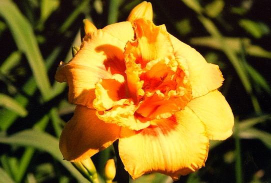 Two Part Harmony Ту Пат Хамени