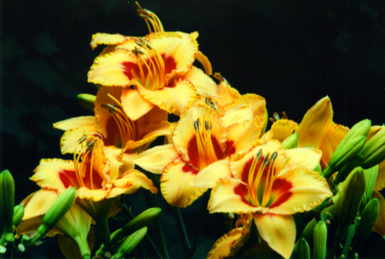 Two Part Harmony Ту Пат Хамени