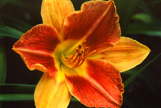 Вейнс оф Труз  Veins of Truth