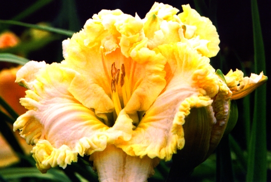 Victorian Lace Виктори Лэйс