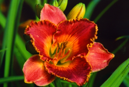 Victorian Principles Викториан Принциплс