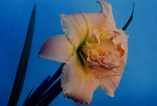 Вижн оф Лов Vision of Love