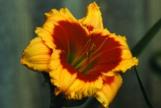 Volcanic Explosion Вулканик Эксплошн