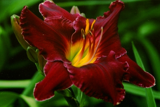 Watership Down Уатершип Даун