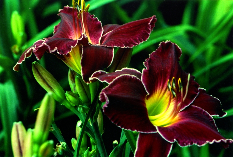 Watership Down Уатершип Даун