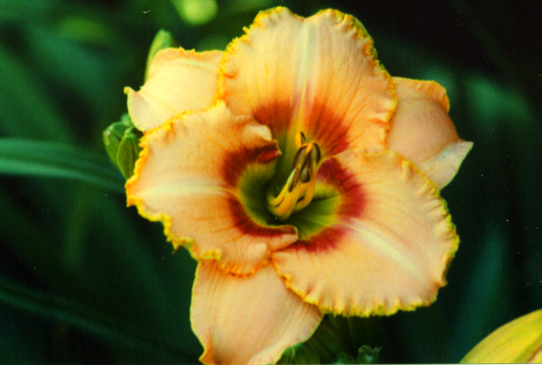 Watson Park Shazam Ватсон Парк Шазам