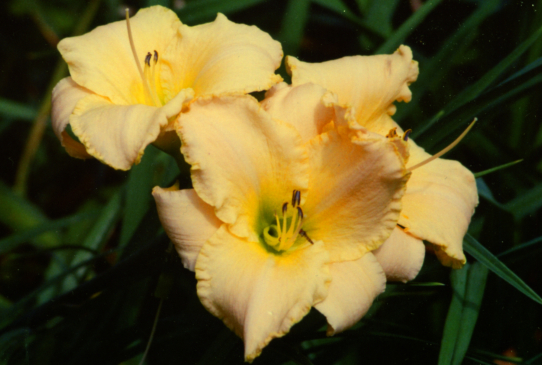 Ведин Бэнд Wedding Band