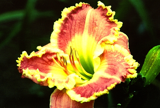 White Base Уайт Бэйс