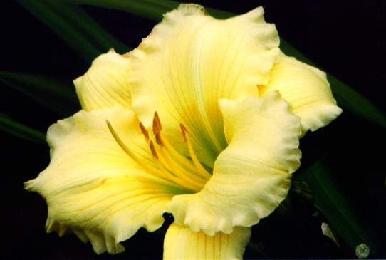 White Parasol Уайт Пэресол