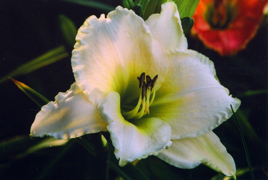 Белое Совершенство White Perfection