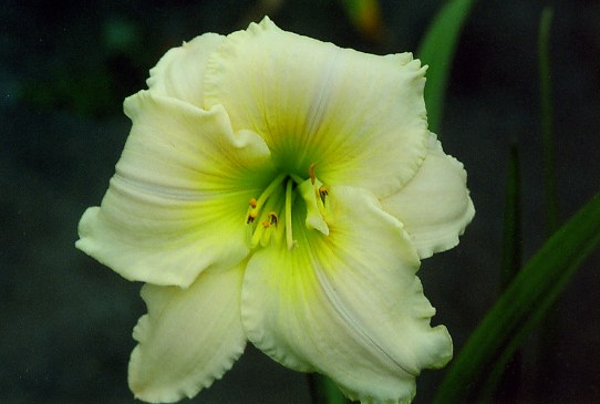 White Wow Уайт Уау