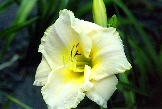 White Zone Уайт Зоун