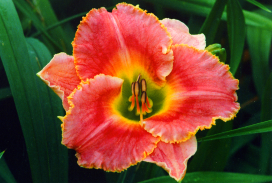 Wild Cherry Round Up Вайлд Черри Раунд Ап