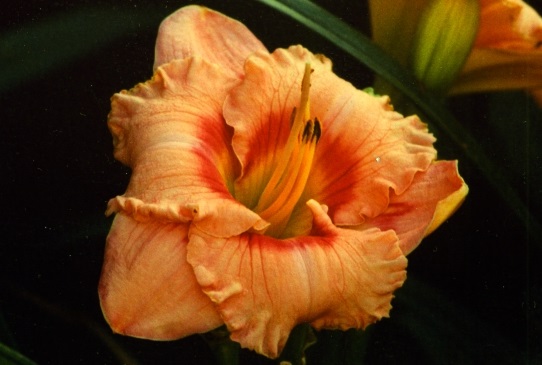 Wild Mustang Уилд Мустенг