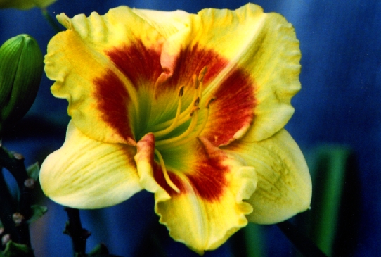 Wings of Chance Уингс оф Ченс