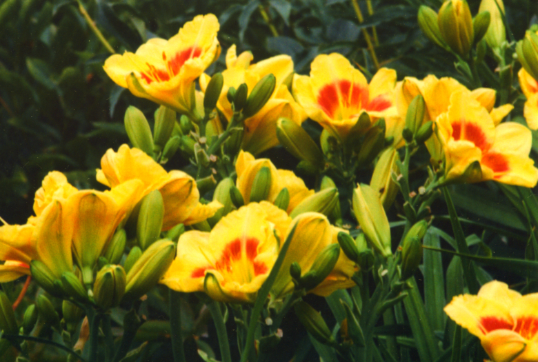  Wings of Chance Уингс оф Ченс